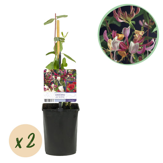 Geißblatt - Lonicera Serotina - 2 Pflanzen - Topf 11cm - Pflanzfix24.de - Pflanzfix24.de