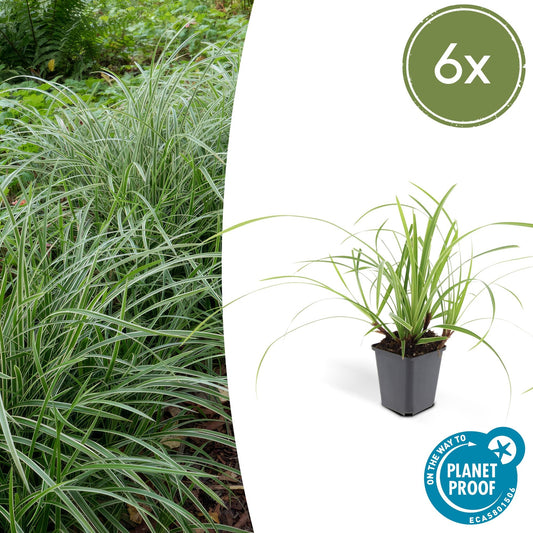 6x Carex morrowii 'Ice Dance' - ↕10-25cm - Ø9cm bei Pflanzfix24.de - Pflanzfix24.de