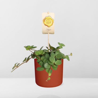 Peperomia ‘Hope’ in ELHO b.for soft rond 14cm brique - Pflanzfix24