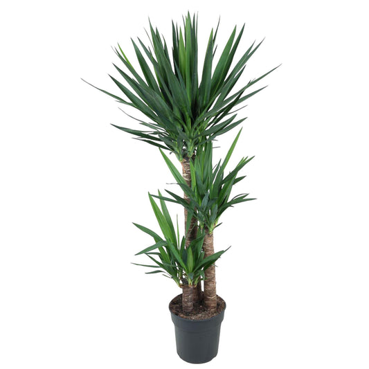 Yucca Elephantipes 140 cm – Pflanzfix24.de - Pflanzfix24.de