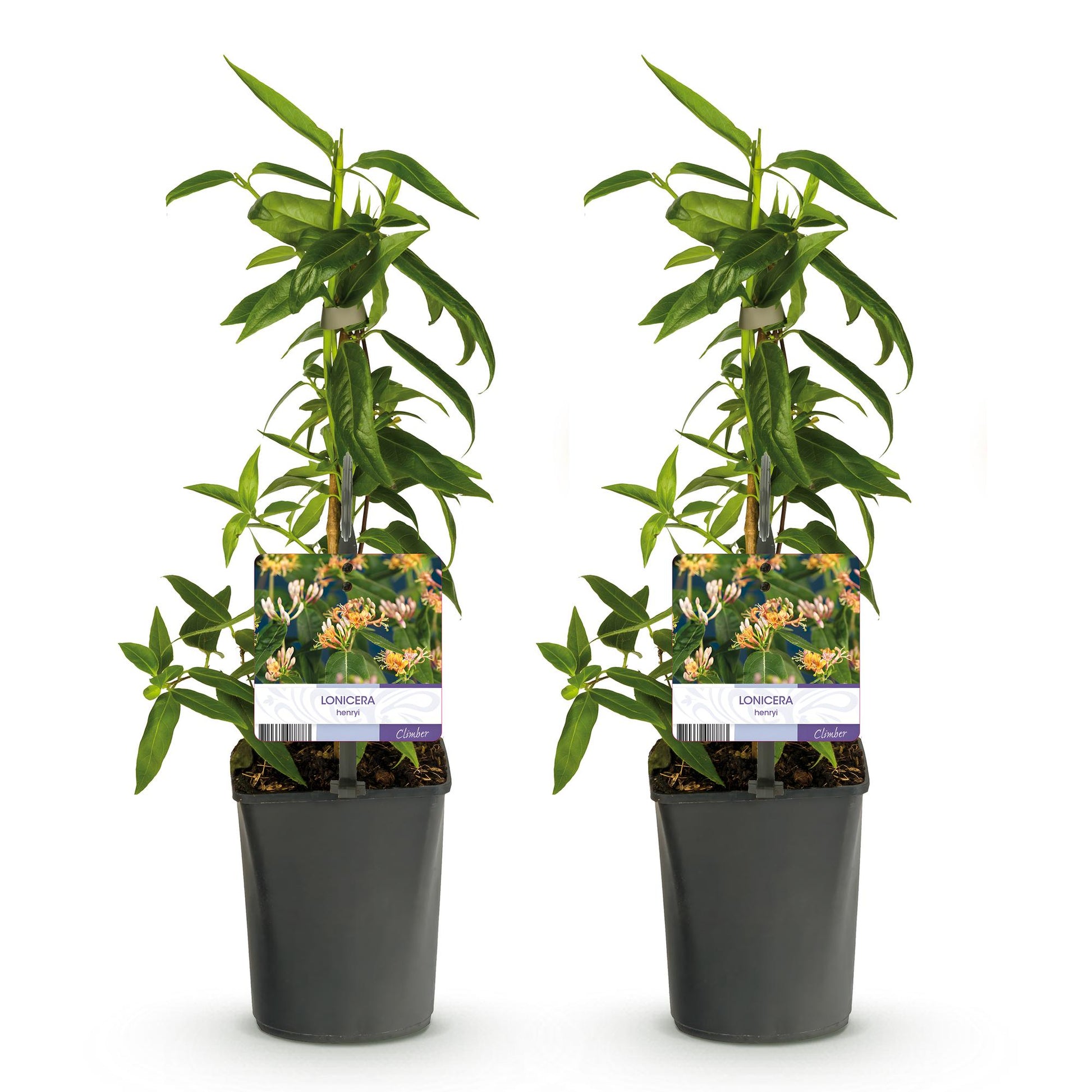 Pflanzfix24.de - Geißblatt - Lonicera henryi - Blüte Rosa - 2 Pflanzen - Topf 11cm - Pflanzfix24.de