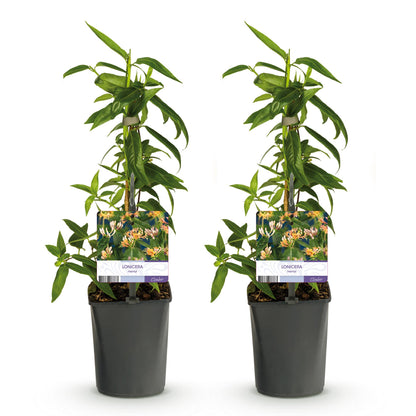 Pflanzfix24.de - Geißblatt - Lonicera henryi - Blüte Rosa - 2 Pflanzen - Topf 11cm - Pflanzfix24.de