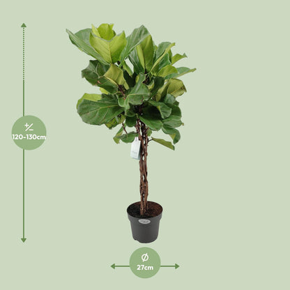 Ficus Lyrata - Ø27cm - ↕130cm bei Pflanzfix24