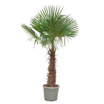 Trachycarpus Fortunei Palme 240-270cm | pflanzfix24