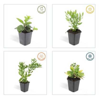 12x Aster ageratoides 'Ashvi' – Weiße Herbstaster | Pflanzfix24.de - Pflanzfix24.de