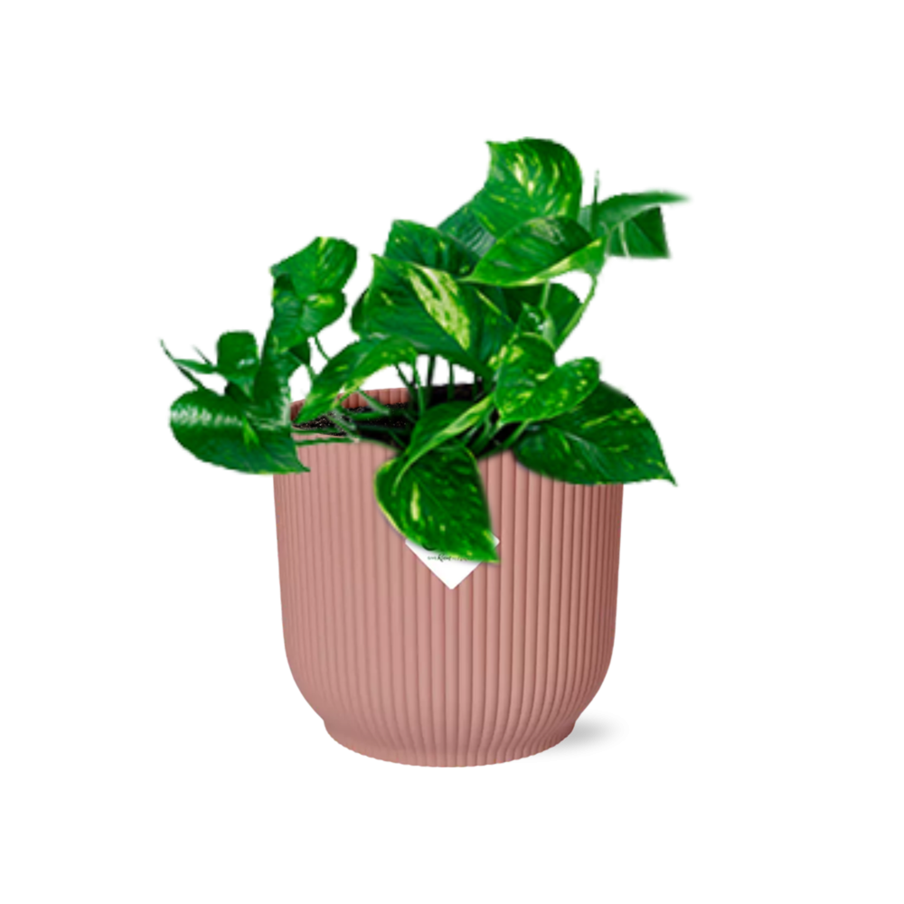 Epipremnum Pinnatum 'Aureum' in ELHO Vibes Fold 14cm roze - Pflanzfix24