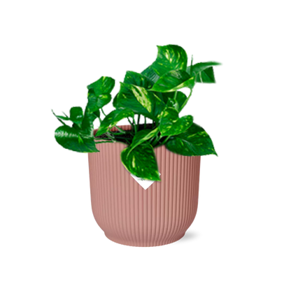 Epipremnum Pinnatum 'Aureum' in ELHO Vibes Fold 14cm roze - Pflanzfix24