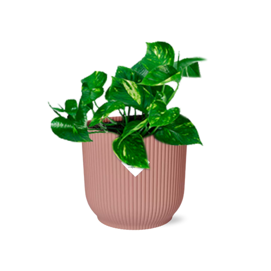 Epipremnum Pinnatum 'Aureum' in ELHO Vibes Fold 14cm roze - Pflanzfix24