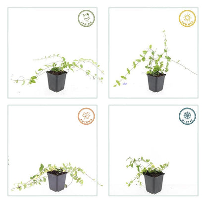 20x Vinca minor 'Blue and Gold' - ↕10-25cm - Ø9cm - Pflanzfix24.de - Pflanzfix24.de
