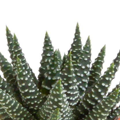 Cactus en vetplanten Mischung 5,5 cm | 15 stück - in Mexicaanse pot - Pflanzfix24.de - Pflanzfix24.de