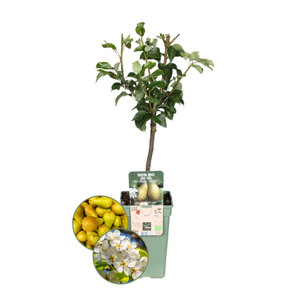 Biologischer Apfelbaum Malus Elstar - 20 cm Ø - 60 cm - Pflanzfix24.de - Pflanzfix24.de