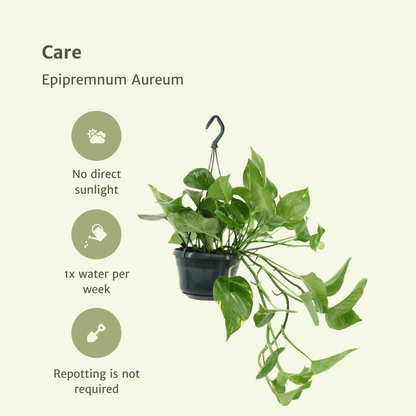 2x Epipremnum Aureum - Scindapsus - 25cm - ø15 - Pflanzfix24.de - Pflanzfix24.de