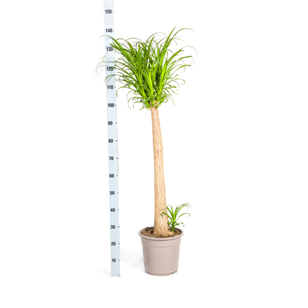 Beaucarnea Recurvata Stamm Ø27cm - ↕110 - 130cm - Pflanzfix24.de - Pflanzfix24.de