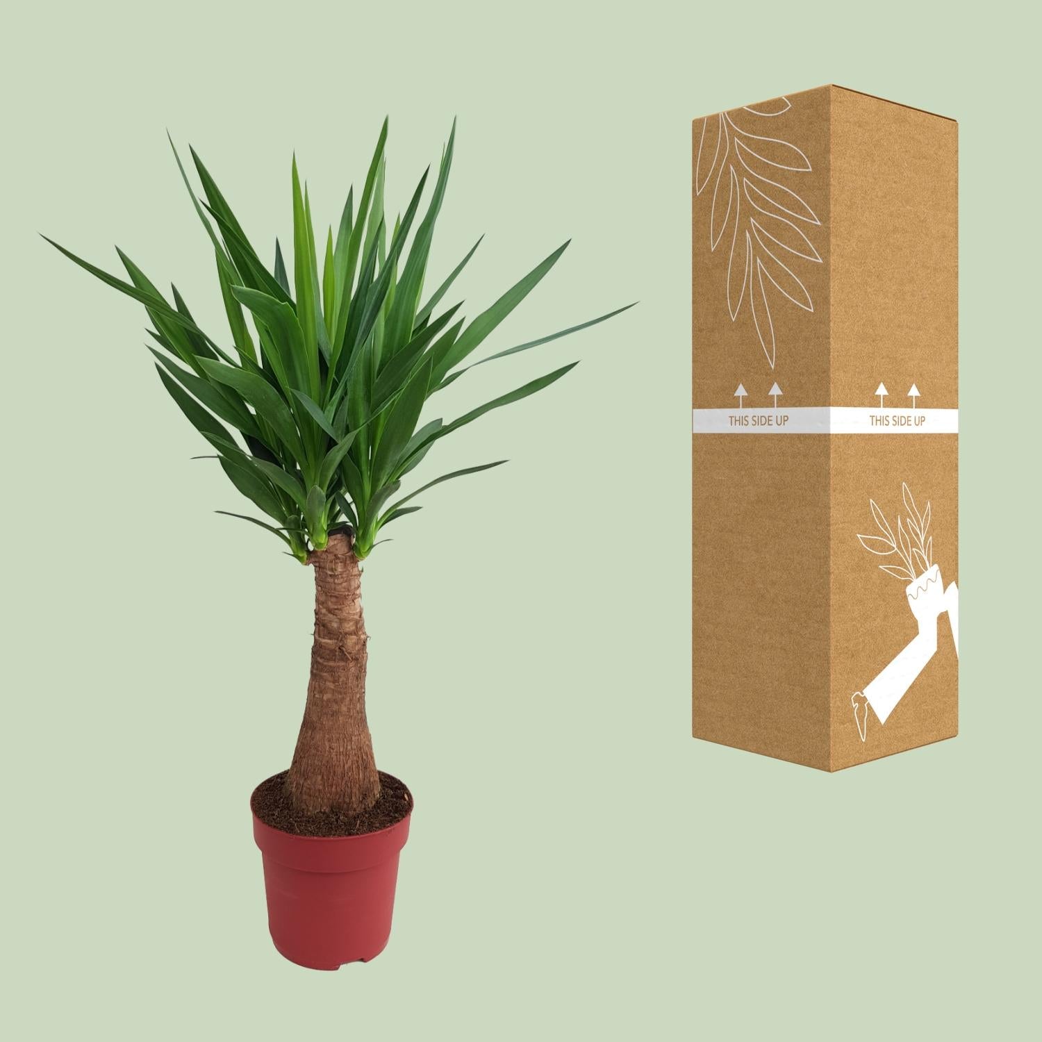 Yucca Maya Tree Ø21cm – 100cm hoch | Pflanzfix24.de - Pflanzfix24.de