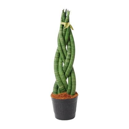 Sansevieria cylindrica 'Twist' Ø10,5cm – 40cm hoch | Pflanzfix24.de - Pflanzfix24.de