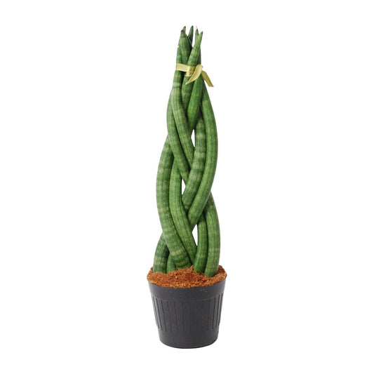 Sansevieria cylindrica 'Twist' Ø10,5cm – 40cm hoch | Pflanzfix24.de - Pflanzfix24.de