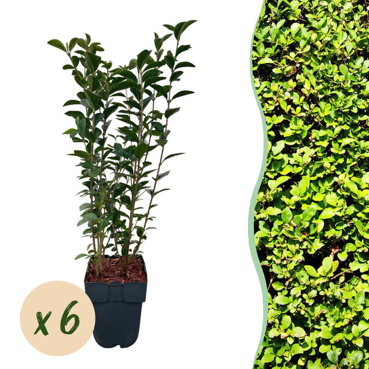 GreenboutiQ - Ligustrum ovalifolium Heckenpflanzen - 6 Pflanzen - Pflanzfix24.de - Pflanzfix24.de