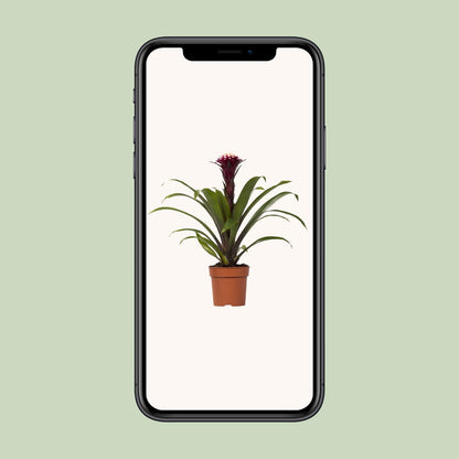 Guzmania Fransesca - Ø12 ↕45 | Pflanzfix24