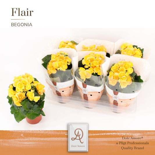 Begonia Nadine P14 Dolc'Amore® Flair - Pflanzfix24