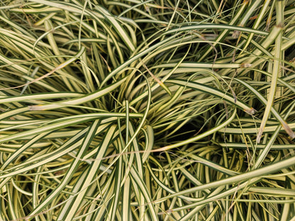24x Carex oshim. 'Evergold' - Pflanzfix24