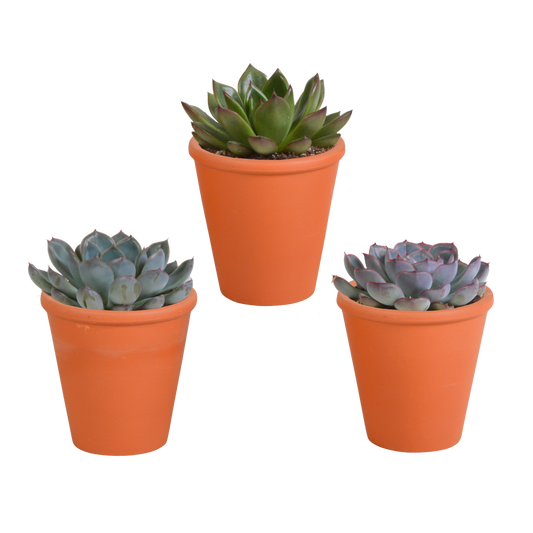 Echeveria-Mischung 8,5 cm - 3x - in terracotta pot - Pflanzfix24.de - Pflanzfix24.de