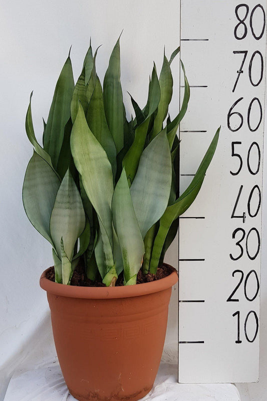 Sanseveria Moonshine 31cm - Pflanzfix24
