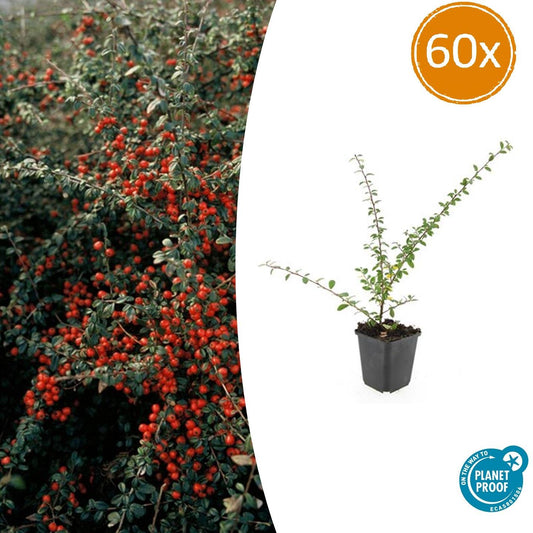 60x Cotoneaster suec. 'Coral Beauty' - ↕10-25cm - Ø9cm - Pflanzfix24.de - Pflanzfix24.de