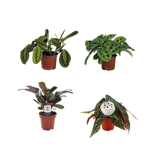 Bunte Pflanzenbox - 4 Stücke - Ø12cm - ↕20-30cm - Pflanzfix24