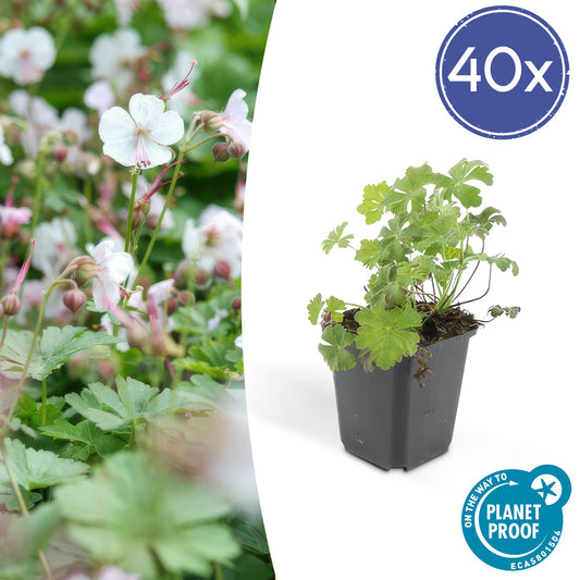 40x Geranium cant. 'Biokovo' - ↕10-25cm - Ø9cm - Pflanzfix24.de - Pflanzfix24.de