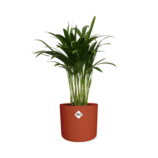 Areca Palm in ELHO b.for soft rond 14cm brique - Pflanzfix24