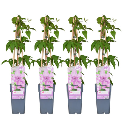4x - Clematis Hagley Hybrid - ↨65cm - Ø15 bei Pflanzfix24