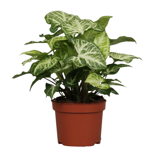 Syngonium Arrow - Ø12cm - ↕25cm bei Pflanzfix24