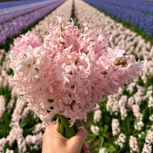 Hyazinthe China Pink - 10 Blumenzwiebeln - Größe 14/15 - Pflanzfix24