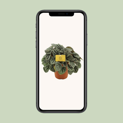 Peperomia Burbella - Ø15cm - ↕25cm - Pflanzfix24