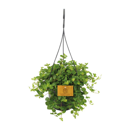 Peperomia Rotundifolia Ø15cm – Glänzende Blätter | Pflanzfix24