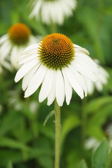 20x Echinacea p. 'White Swan' - Pflanzfix24