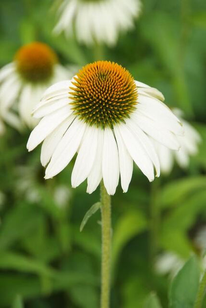 20x Echinacea p. 'White Swan' - Pflanzfix24