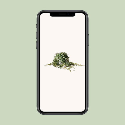 Peperomia Prostrata - Ø11cm - ↕15cm - Pflanzfix24