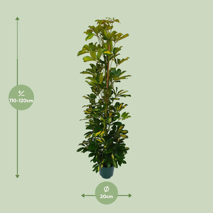 Schefflera Arboricola Gerda - Ø20cm - ↕90cm - Pflanzfix24