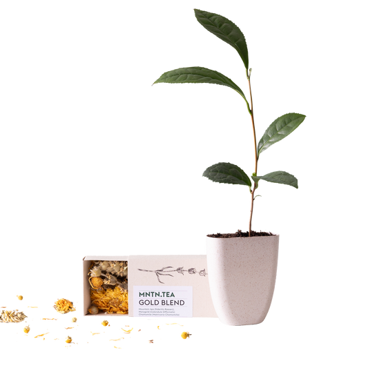 Teepause - Gold Blend Tee und Teebaumschnitt - Pflanzfix24
