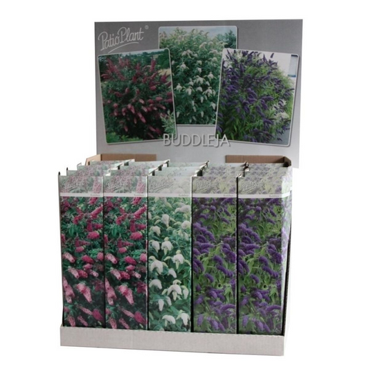 20x Buddleja Davidii Mix - Pflanzfix24
