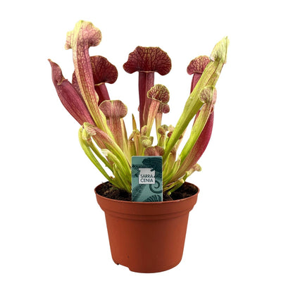 Sarracenia Barba - Ø12cm - ↕25cm - Pflanzfix24