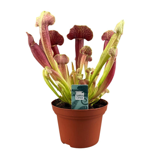 Sarracenia Barba - Ø12cm - ↕25cm - Pflanzfix24