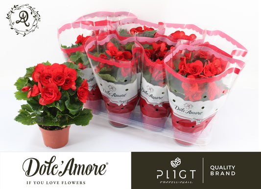 Begonia Baladin P12 Dolc'Amore® - Pflanzfix24