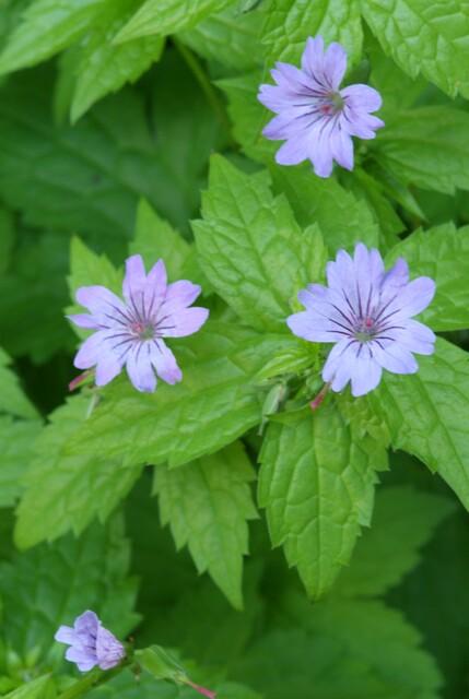 12x Geranium nodosum - ↕10-25cm - Ø9cm - Pflanzfix24