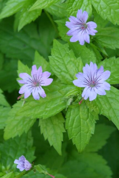 12x Geranium nodosum - ↕10-25cm - Ø9cm - Pflanzfix24
