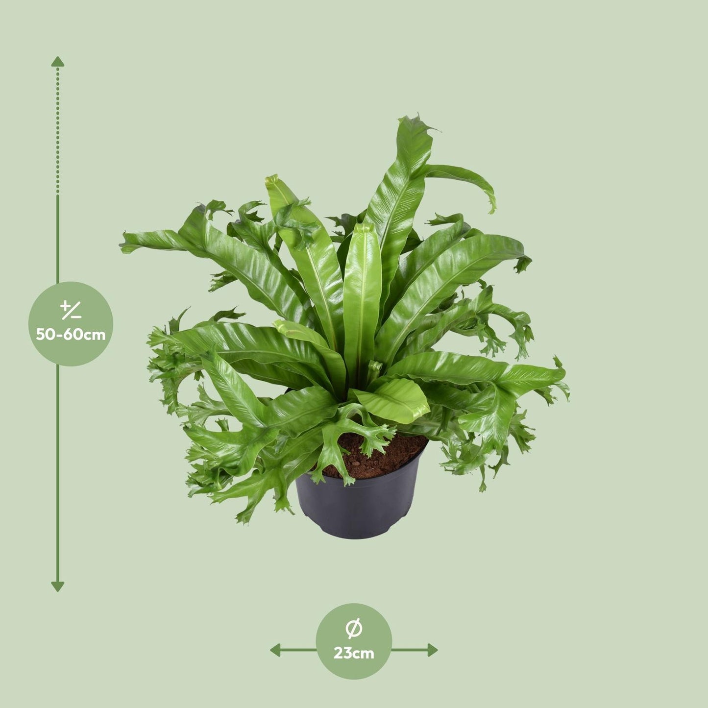 Asplenium nidus Crissie Ø23cm Zimmerpflanze | Pflanzfix24
