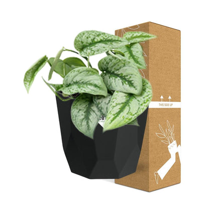 Scindapsus Pictus ‘Trebie’ 14cm - Pflanzfix24