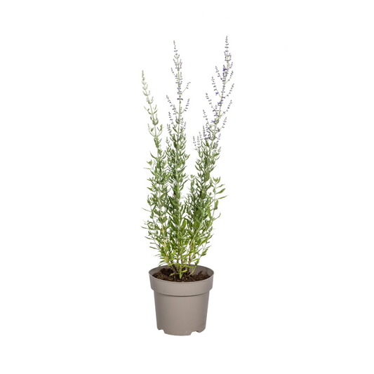 Perovskia atriplicifolia Ø19cm bei Pflanzfix24