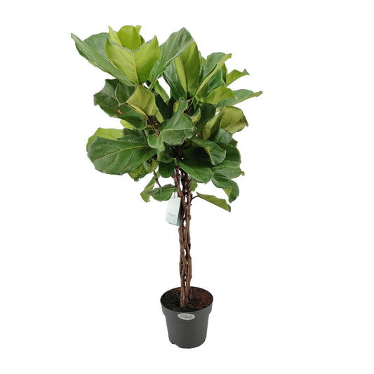 Ficus Lyrata - Ø27cm - ↕130cm bei Pflanzfix24